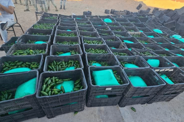 Aseguran media tonelada de droga oculta entre cajas de chile en Sonora