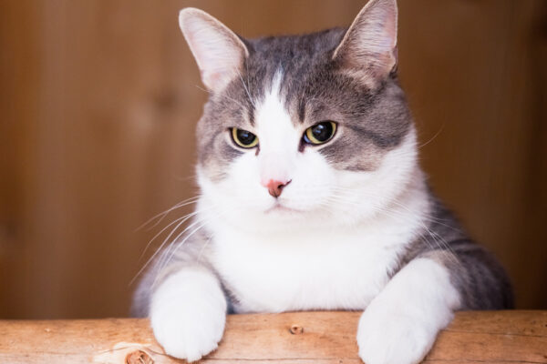 ¿Cuántos “años humanos” tiene tu gato? Lo que dicen los expertos y cómo calcularlo bien